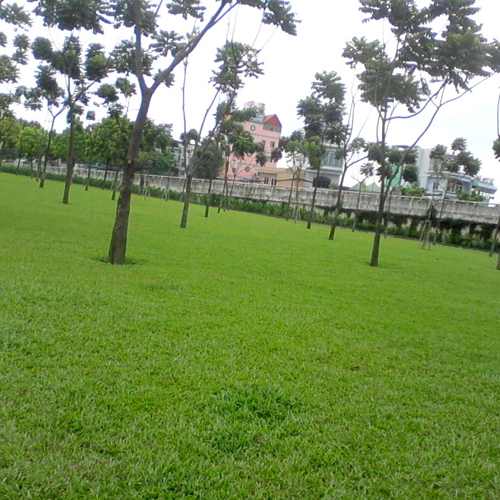 Dịch vụ trồng cỏ tại KCN Phú Mỹ