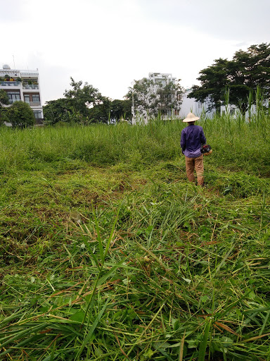 Dịch vụ phát hoang cây bụi do An Khang tiến hành