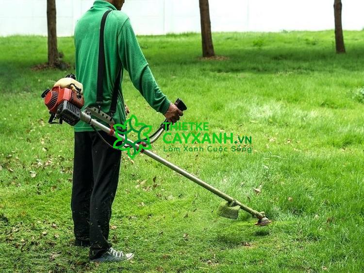 Thực hiện cắt cỏ chuyên nghiệp cùng nhân viên An Khang