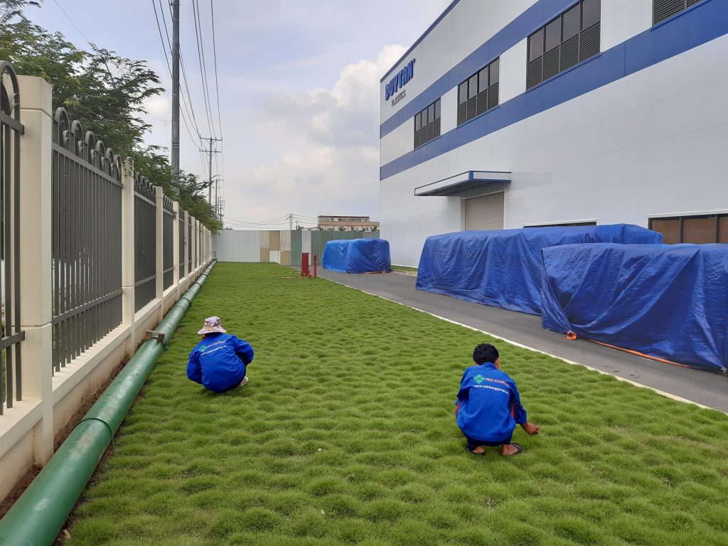 Dịch vụ trồng cỏ KCN Đại Đăng