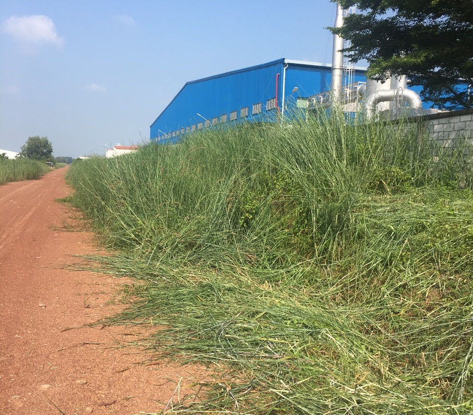 Quy trình cắt cỏ phát hoang tại Kcn bình đường