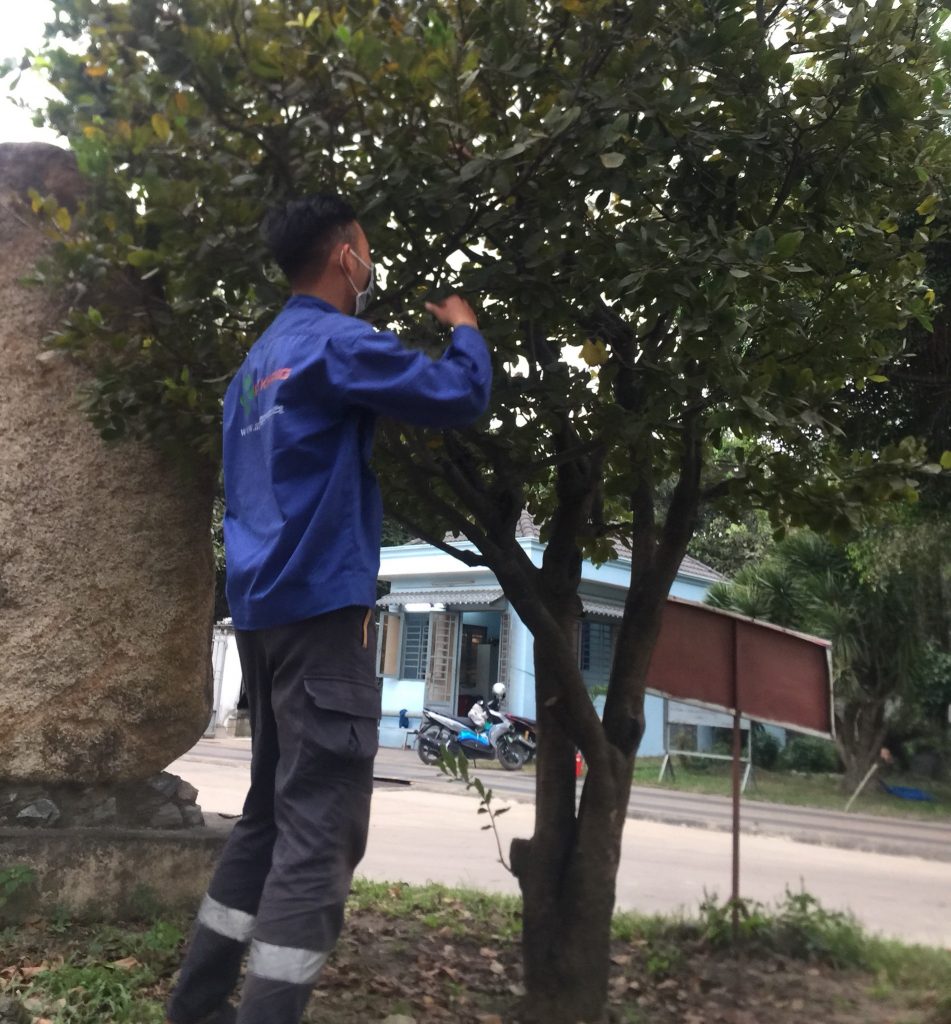Dịch vụ chăm sóc cây xanh KCN Việt Hương