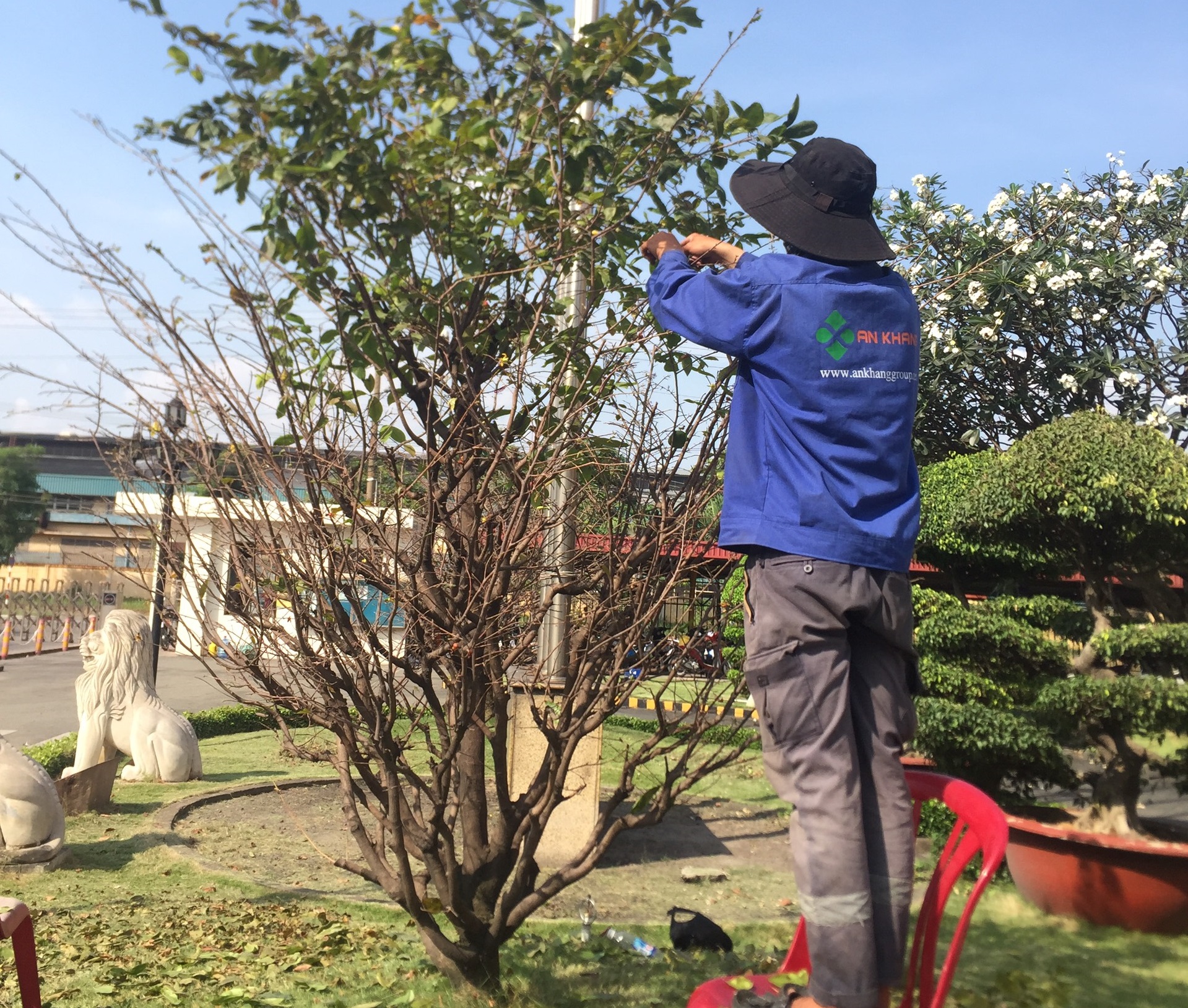 Dịch vụ chăm sóc cây xanh khu công nghiệp Việt Hương do An Khang thực hiện