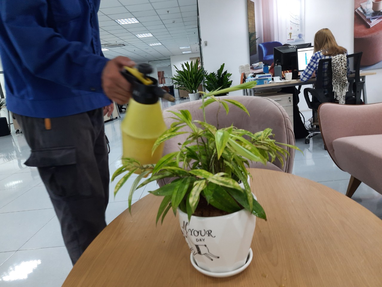 Cho thuê cây xanh văn phòng tại Tân Uyên Bình Dương uy tín