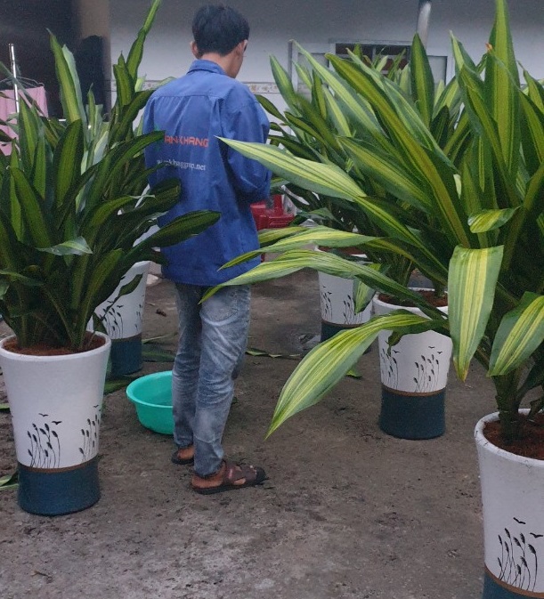 Quy trình cung cấp dịch vụ cho thuê cây xanh văn phòng tại Tân Uyên của An Khang
