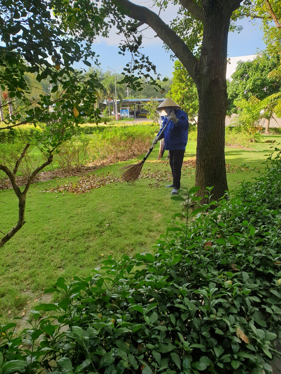 Những dịch vụ An Khang thực hiện chăm sóc cây xanh tại KCN Nam Tân Uyên