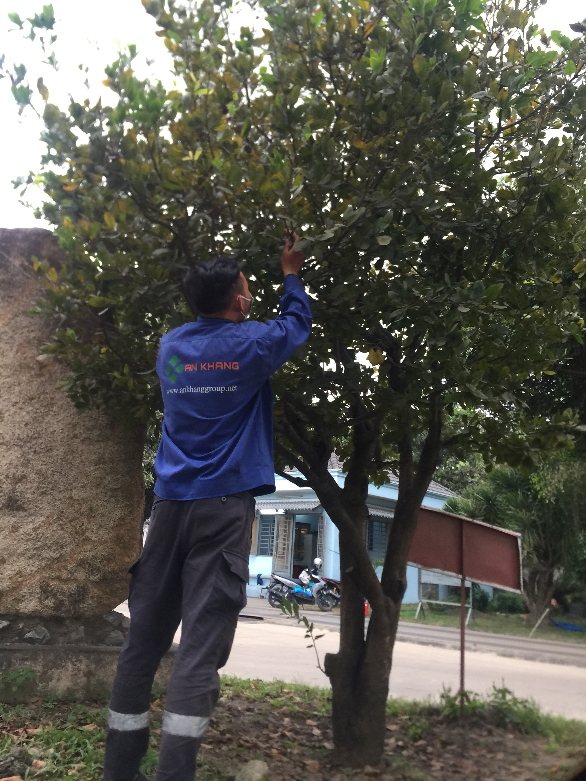 Dịch vụ cắt tỉa cây xanh Bình Phước
