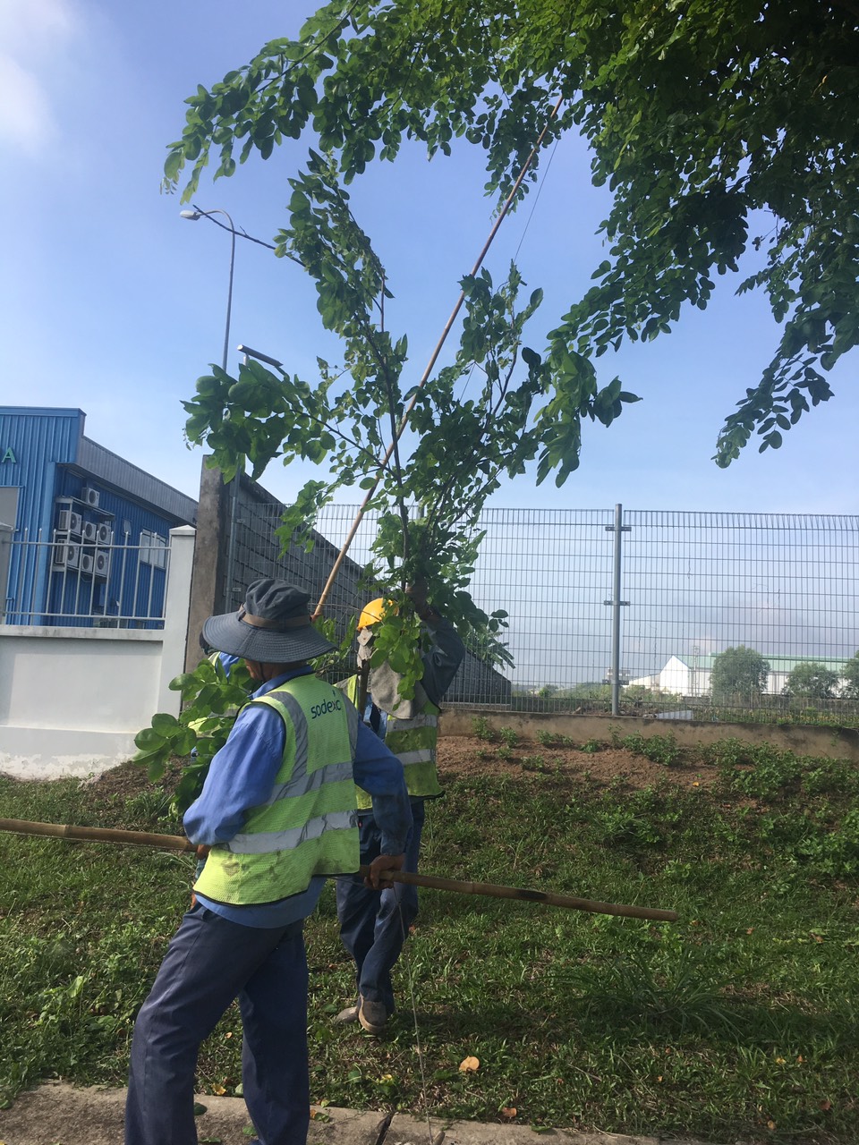 An Khang – Đơn vị cung cấp dịch vụ cắt tỉa cây xanh Bình Phước uy tín