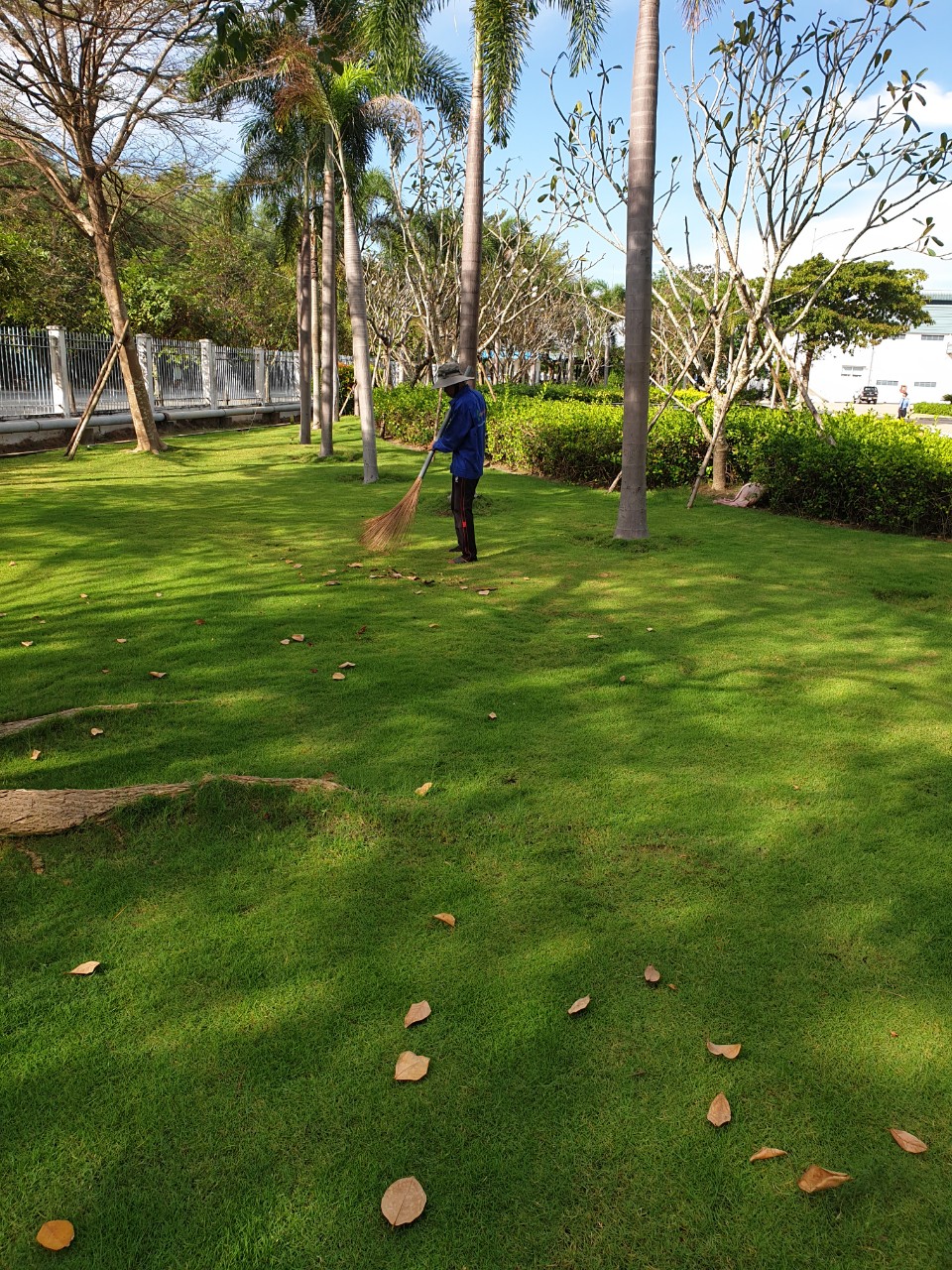 Đơn vị trồng cỏ công trình Bình Dương chuyên nghiệp