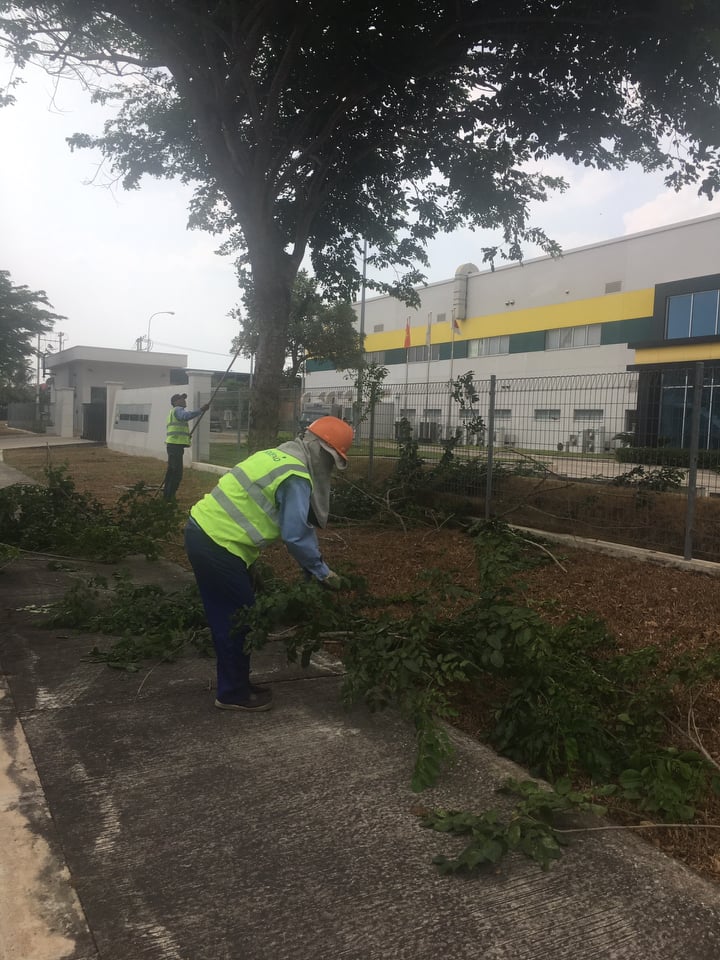 Cam kết về dịch vụ cắt tỉa cây xanh của An Khang