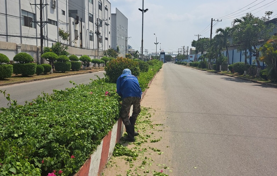 Dịch vụ chăm sóc cây xanh Bình Dương