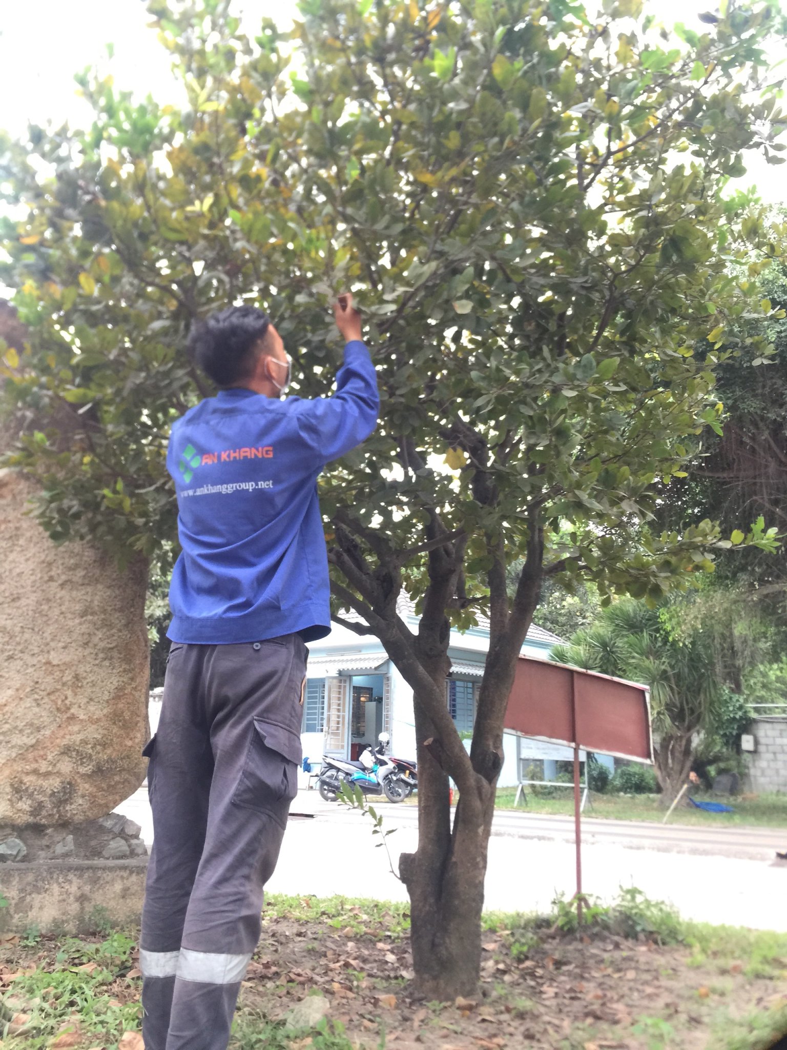 Dịch vụ cắt tỉa cây xanh Bình Dương của An Khang nhanh chóng, linh hoạt