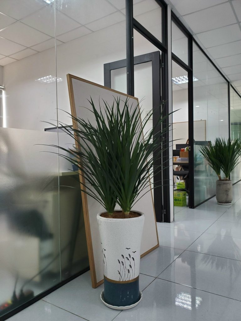 Công ty cho thuê cây văn phòng tại Thủ Dầu Một Bình Dương
