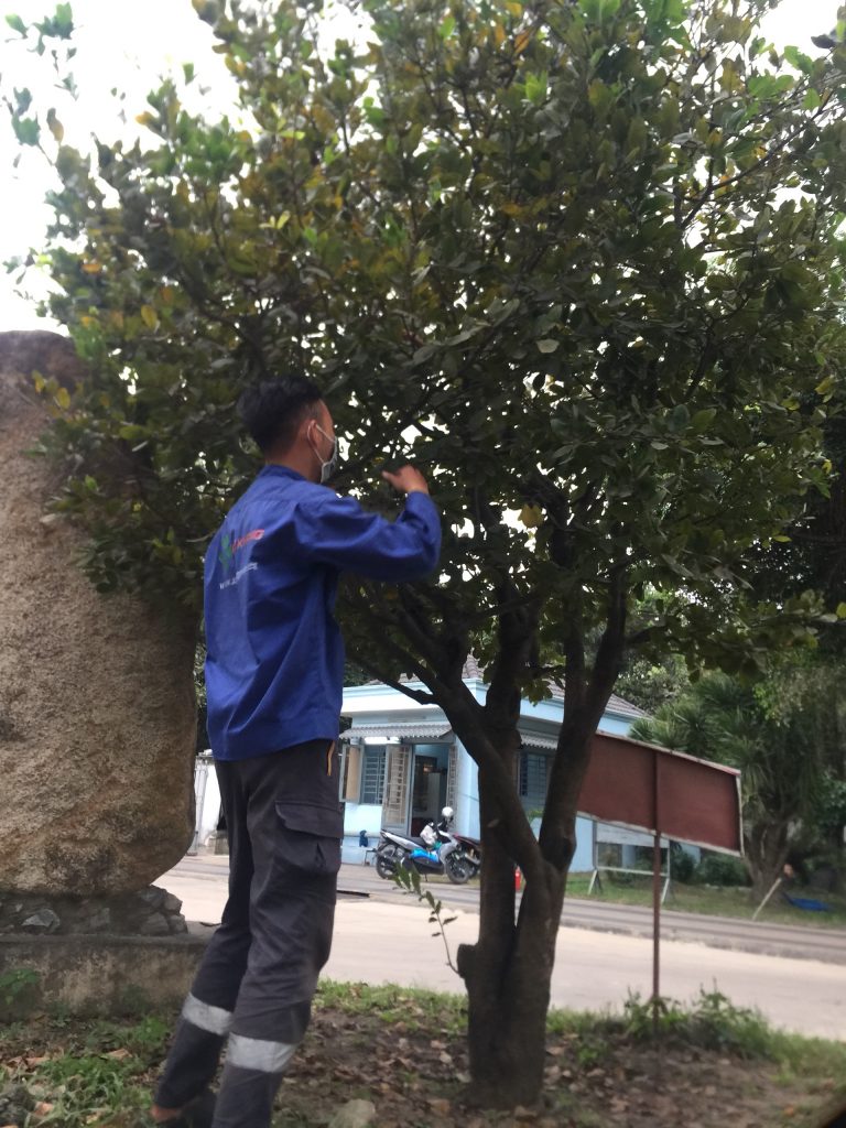 Dịch vụ cắt tỉa cây xanh tại Thủ Dầu Một Bình Dương
