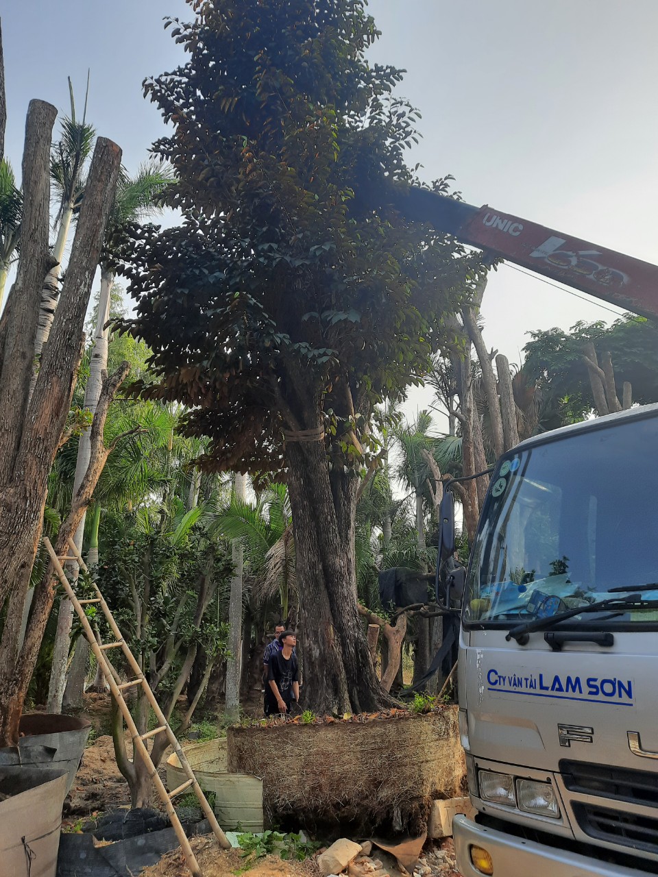 Lí do bạn nên sử dụng các dịch vụ tại An Khang – đơn vị trổng cây xanh tại Thuận An Bình Dương