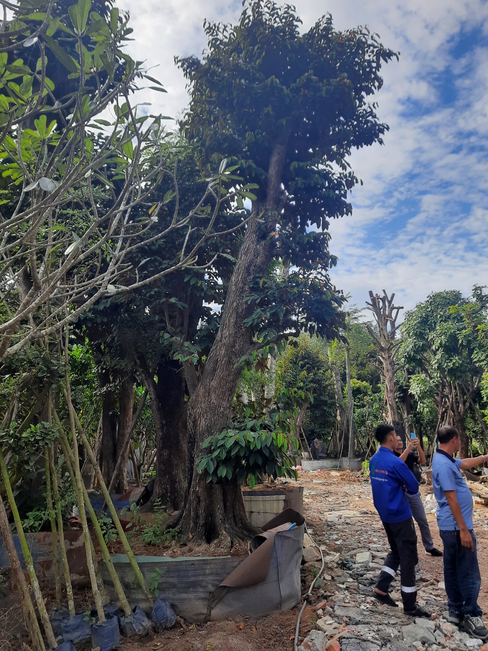 Đơn vị trồng cây xanh tại Thuận An Bình Dương