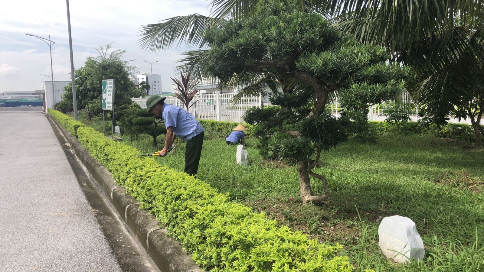 Các hoạt động chăm sóc cây xanh tại An Khang
