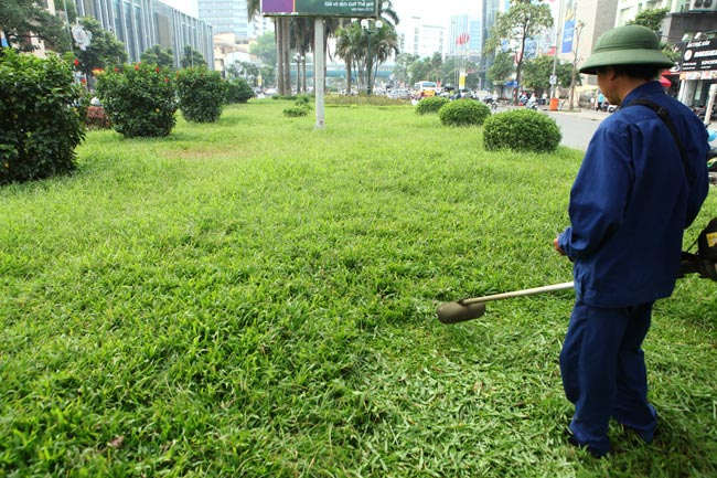 Quy trình và kỹ thuật phát cỏ hoang tại An Khang