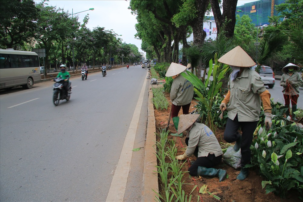 Quy trình triển khai thi công trồng cây xanh An Khang