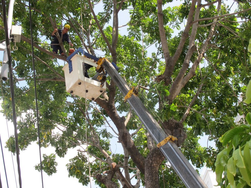 Dịch vụ cắt tỉa cây xanh Đồng Xoài Bình Phước