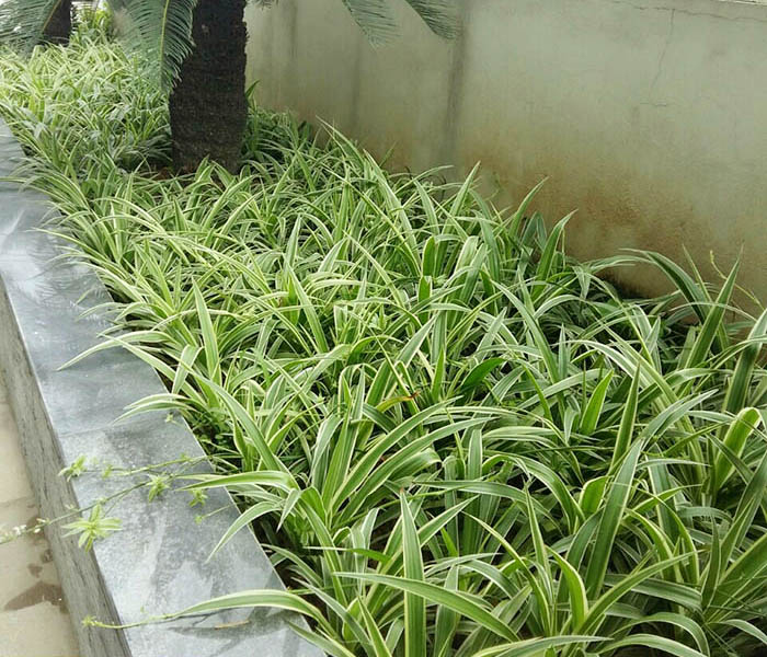 Dịch vụ trồng cỏ ở Đồng Xoài Bình Phước