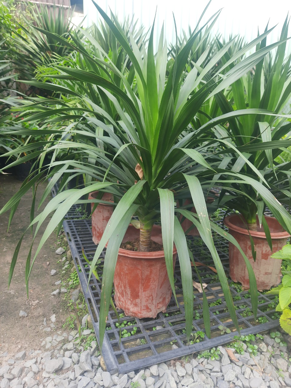 Quy trình cho thuê cây văn phòng tại Bình Dương của An Khang