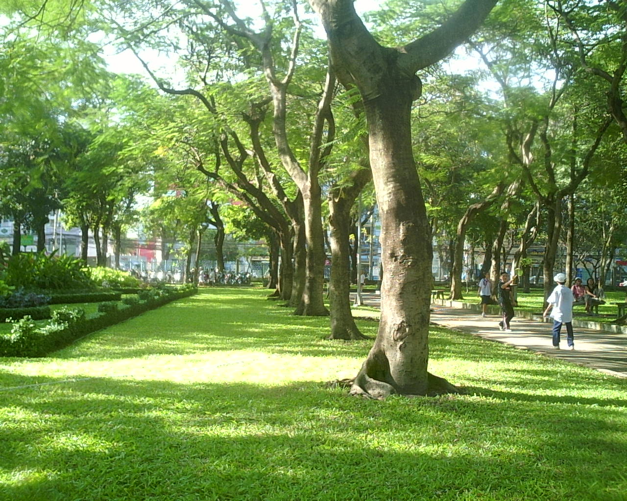 Trồng cây xanh ở Đồng Xoài Bình Phước