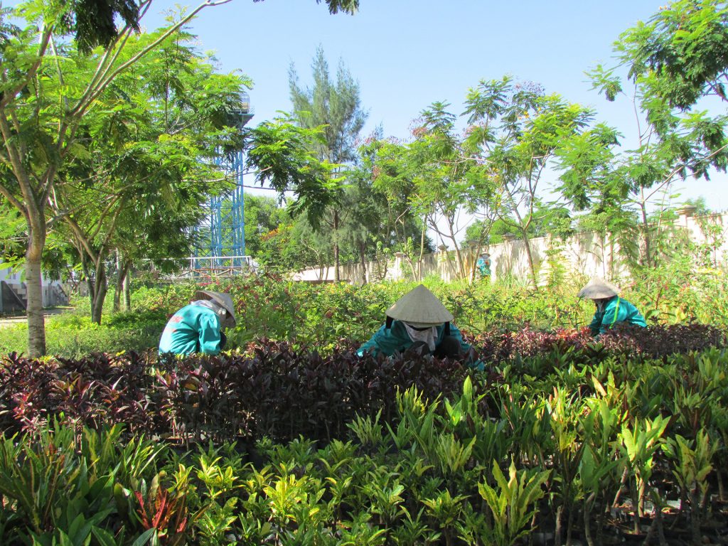 Giới thiệu dịch vụ chăm sóc cây xanh ở Bình Long Bình Phước của An Khang