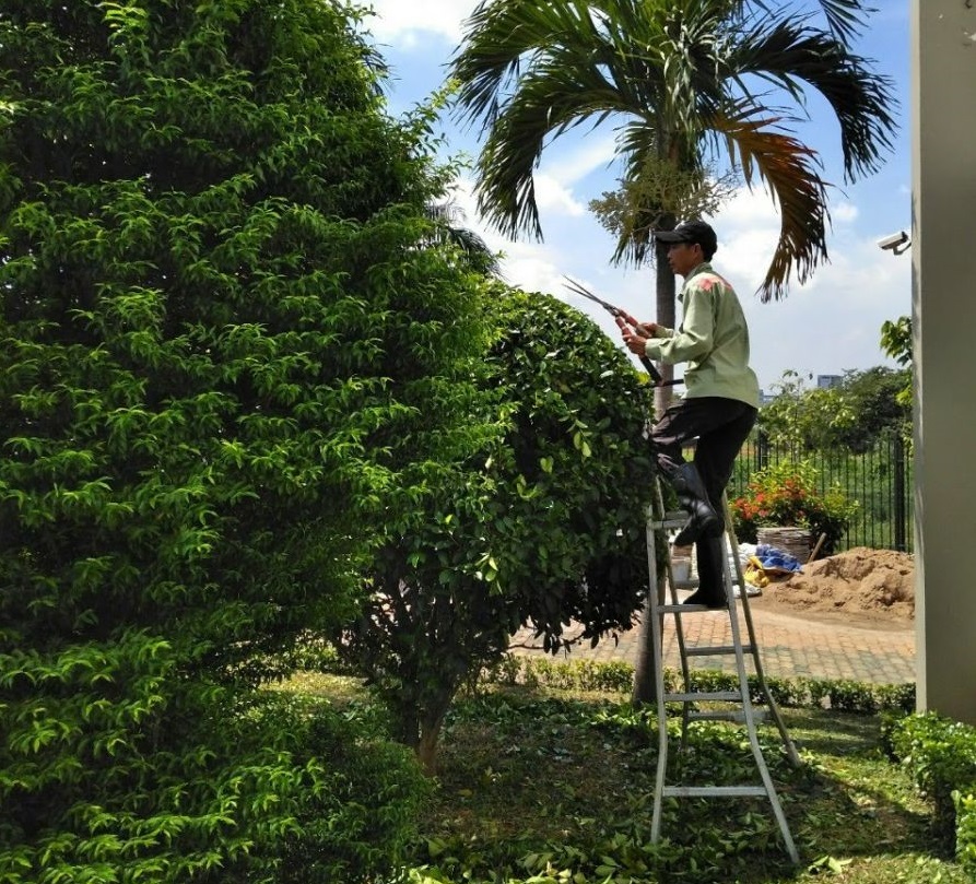 Dịch vụ cắt tỉa cây xanh ở Bình Long Bình Phước