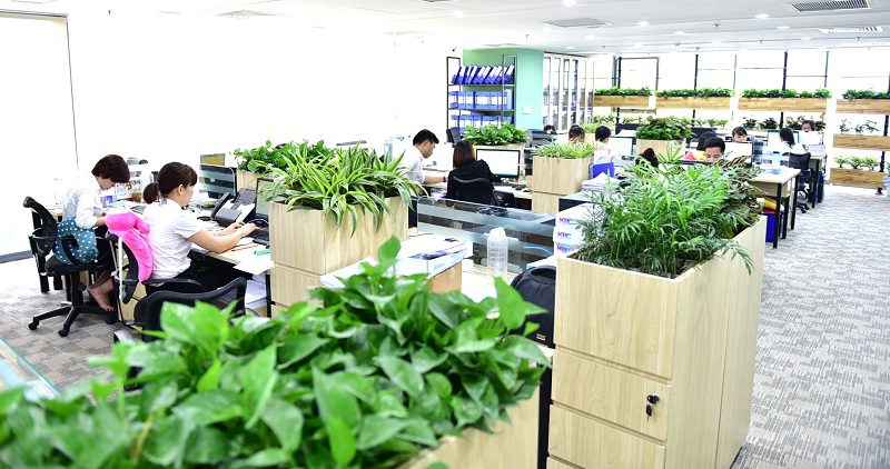 Những lưu ý khi chọn cây cảnh văn phòng tại Chơn Thành Bình Phước