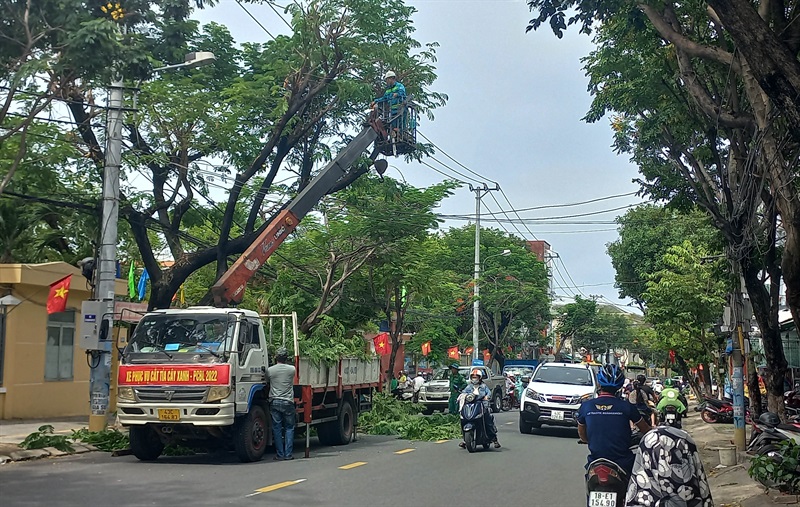 Quy trình triển khai dịch vụ cắt tỉa cây xanh của An Khang