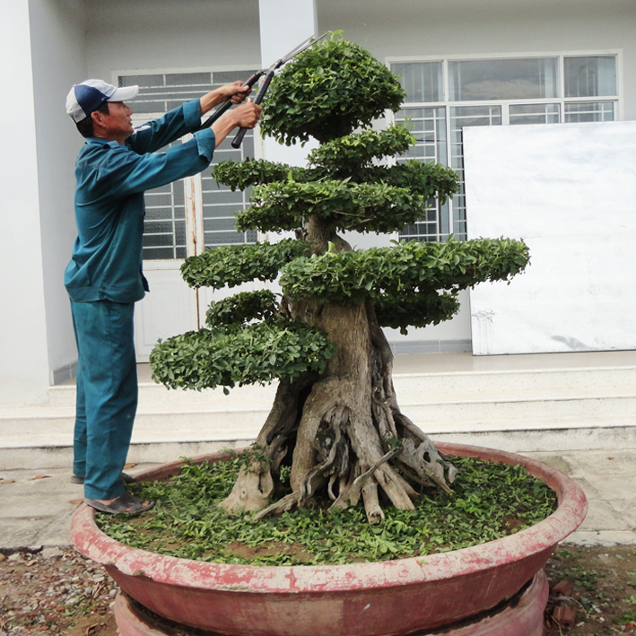 Lý do bạn nên chọn dịch vụ cắt tỉa cây xanh tại Chơn Thành, Bình Phước của An Khang