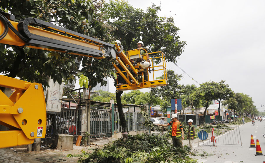 Dịch vụ cắt tỉa cây xanh tại Chơn Thành, Bình Phước