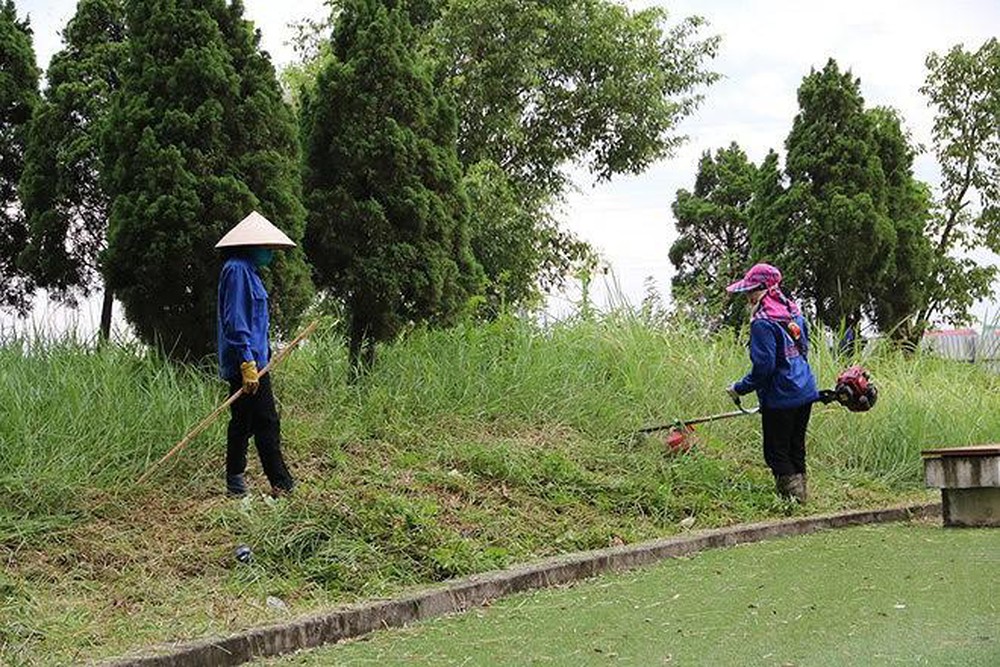Quy trình phát cỏ hoang tại Phước Long Bình Phước của An Khang