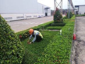 Dịch vụ trồng cây xanh ở khu công nghiệp Nam Tân Uyên uy tín