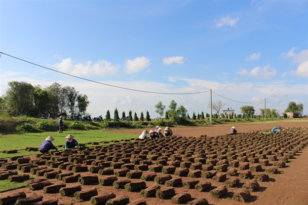Quy trình thực hiện dịch vụ trồng cỏ KCN An Lập của An Khang