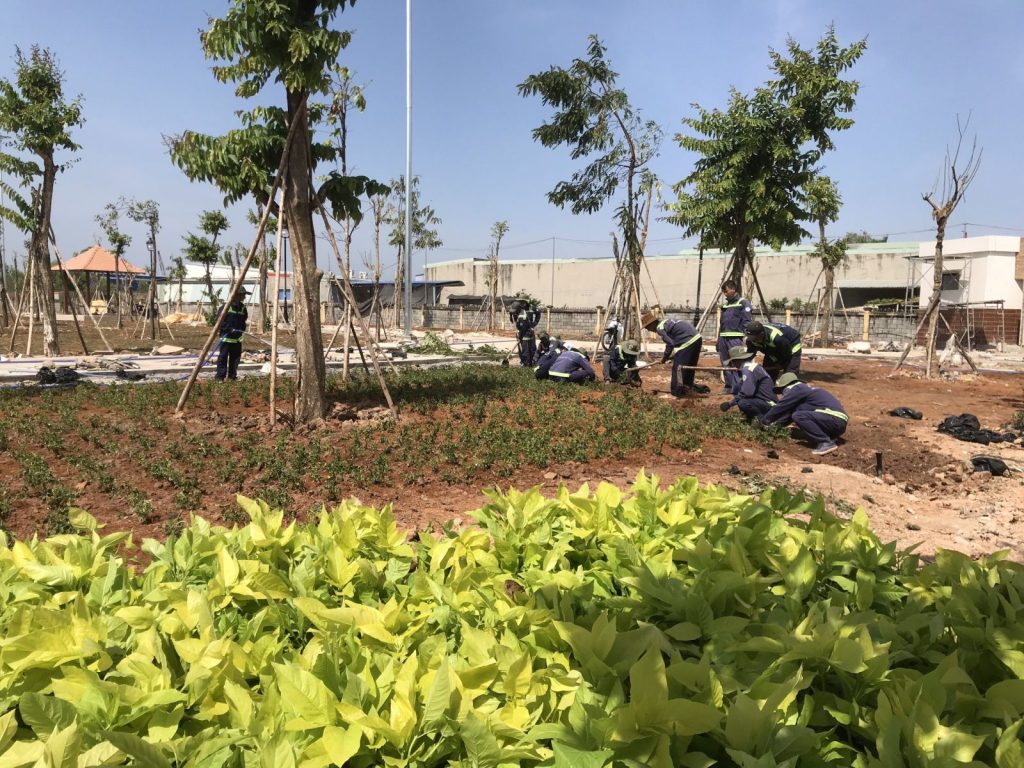 Dịch vụ trồng cây xanh ở KCN Bàu Bàng uy tín, tận tâm