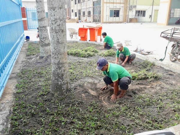 Dịch vụ trồng cỏ tại KCN Lai Hưng chuyên nghiệp giá rẻ