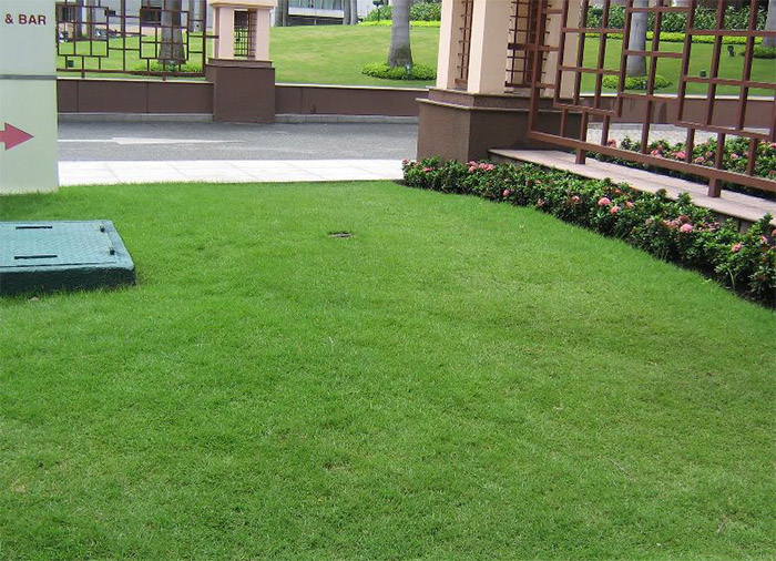 Tại sao nên quý khách nên chọn dịch vụ trồng cỏ tại KCN Lai Hưng?