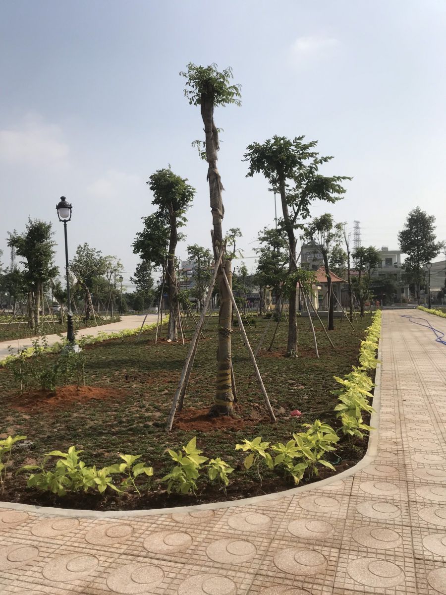 Tại sao lựa chọn An Khang cho dịch vụ trồng cây xanh tại KCN Lai Hưng?