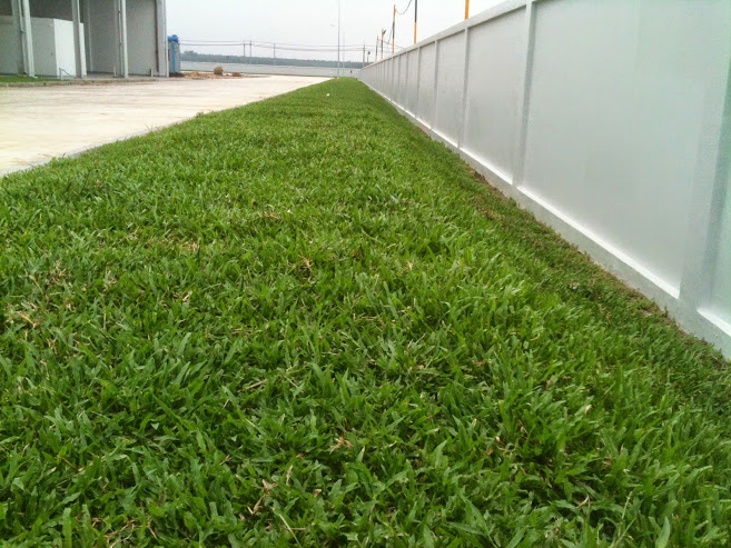 3. Tại sao nên sử dụng dịch vụ trồng cỏ tại Cây Trường của An Khang