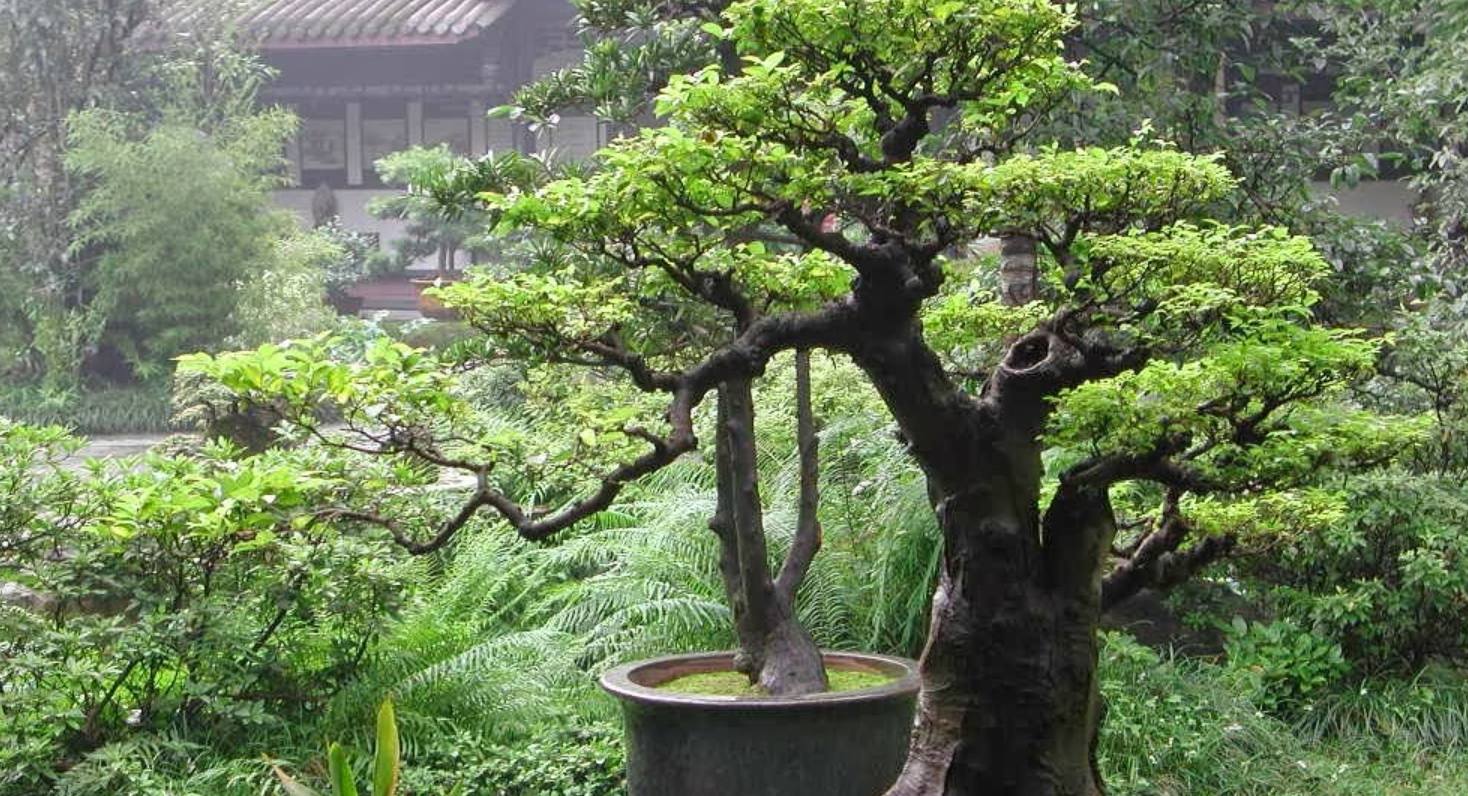 An Khang - chuyên gia cung cấp cây cảnh tại Dầu Tiếng xanh mát, tự nhiên
