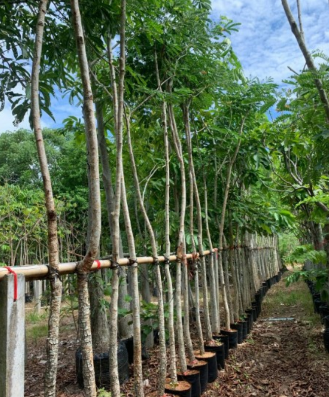An Khang - đơn vị cung cấp cây xanh tại Phước Long chuyên nghiệp