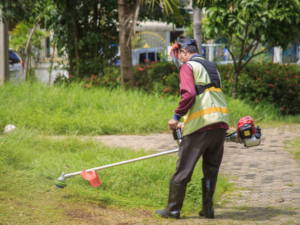 cắt cỏ tại Bù Đăng