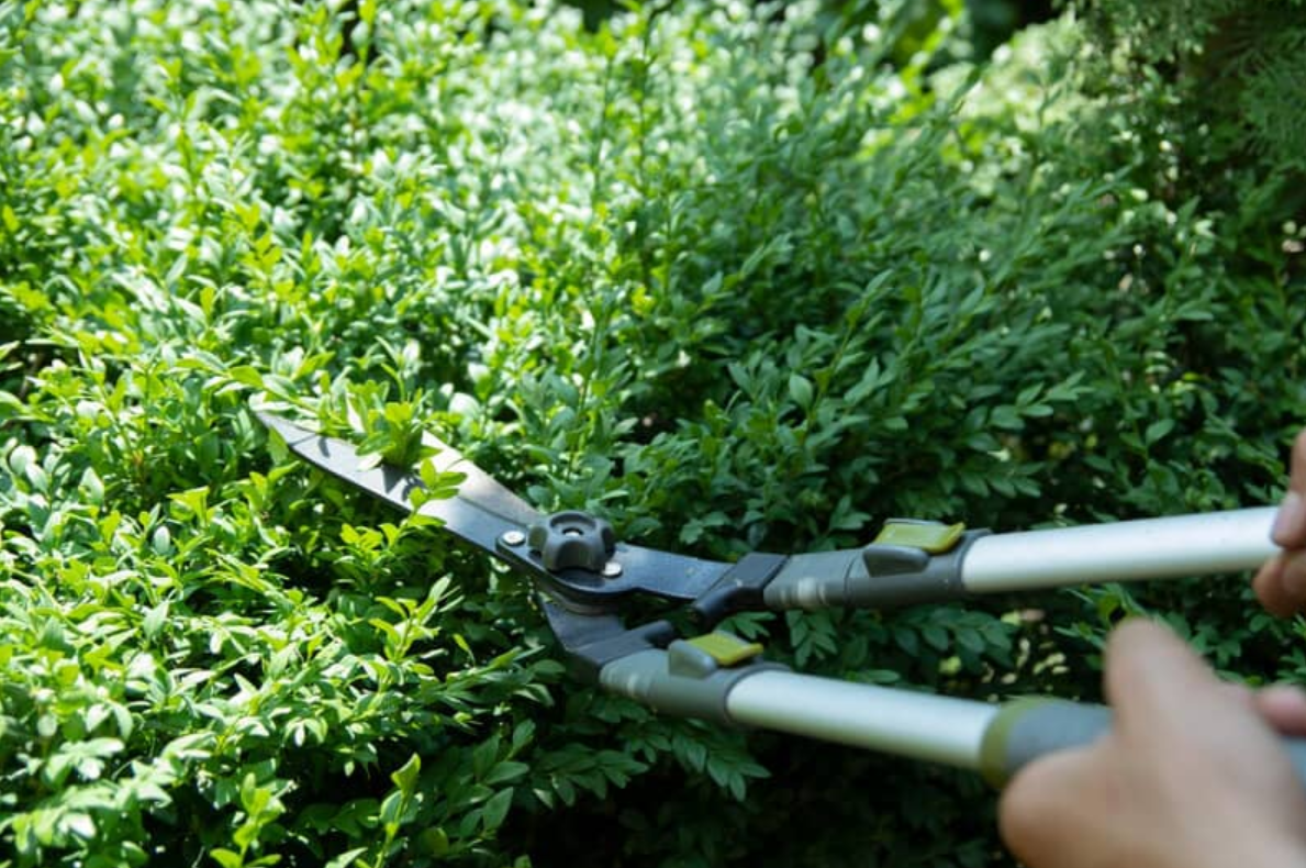 Dịch vụ cắt tỉa cây xanh tại Bù Đăng trách nhiệm, thợ giỏi