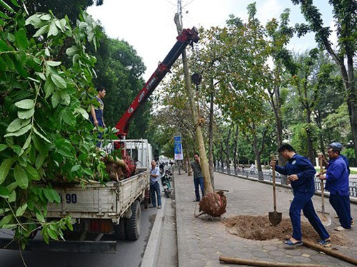 Dịch vụ trồng cây xanh Tây Ninh