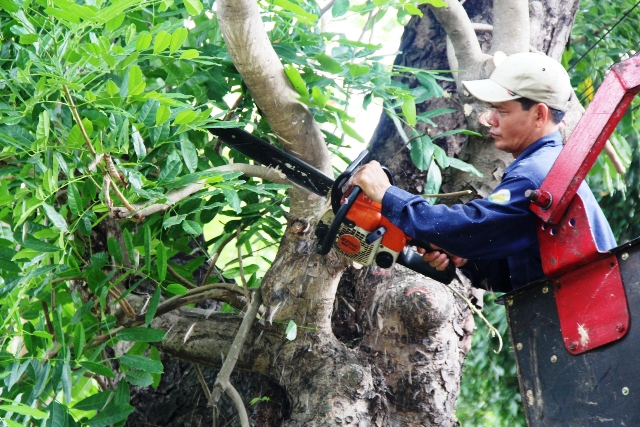 Cắt tỉa cây xanh Long An