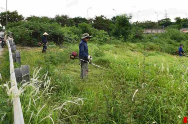 Dịch Vụ Phát Cỏ Hoang Tại Tây Ninh