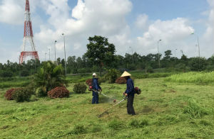 Dịch Vụ Phát Cỏ Hoang Tại Tây Ninh