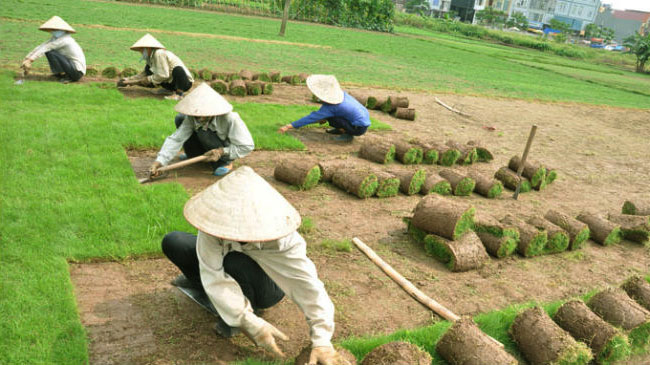 Trồng cỏ tại Long An